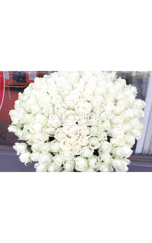 151 Белая роза 60 cм.