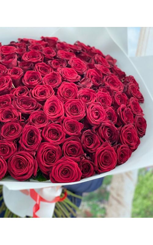 51 Красная роза 50 см. (Голландия)