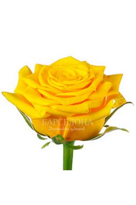 Желтая роза 60 см. оптом