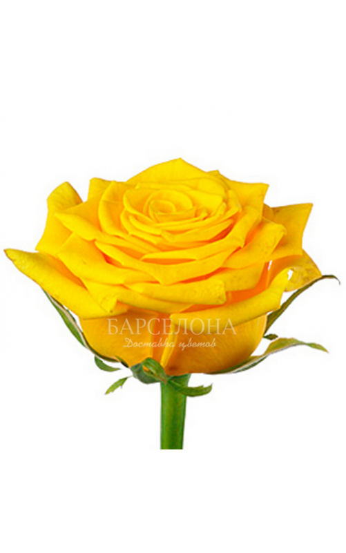101 Желтая роза 60 cм.