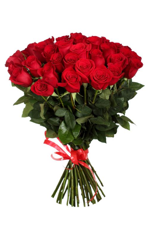 25 Красных роз 50 см (Эквадор)