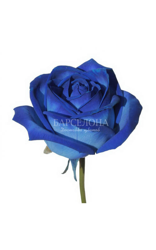 41 Синяя роза