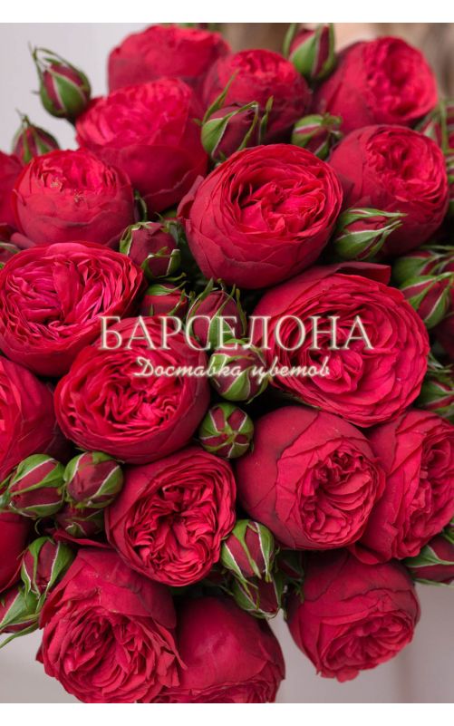 Букет из 5 пионовидных роз Ред Пиано 