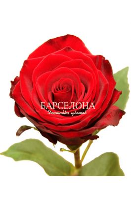 Красная роза Фридом 60 см. оптом