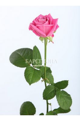 Розовая роза Аква 60 см. оптом