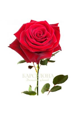 Красная роза Ред Наоми 60 см. оптом