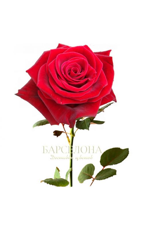 Красная роза Ред Наоми 60 см.