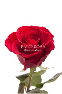 Красная роза Гран При 60 см. оптом