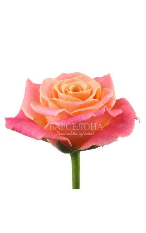 Роза Мисс Пигги 60 см.