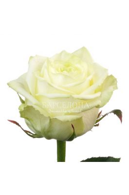 Белая роза Вайт Наоми 60 см. оптом