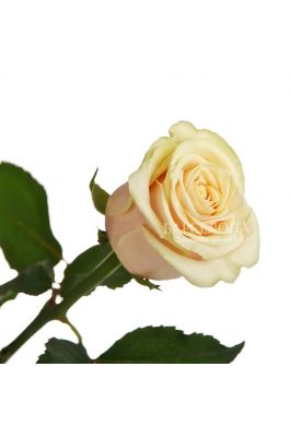 Кремовая роза 60 cм. оптом