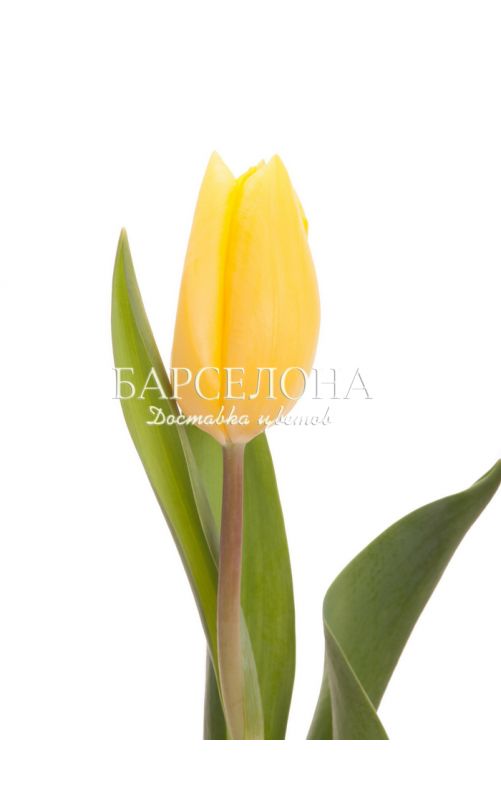 Желтый тюльпан 