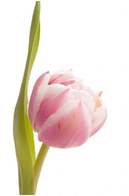 Розово-белый тюльпан оптом