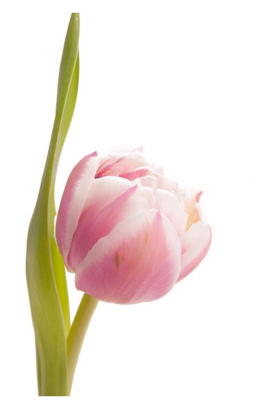 Розово-белый тюльпан