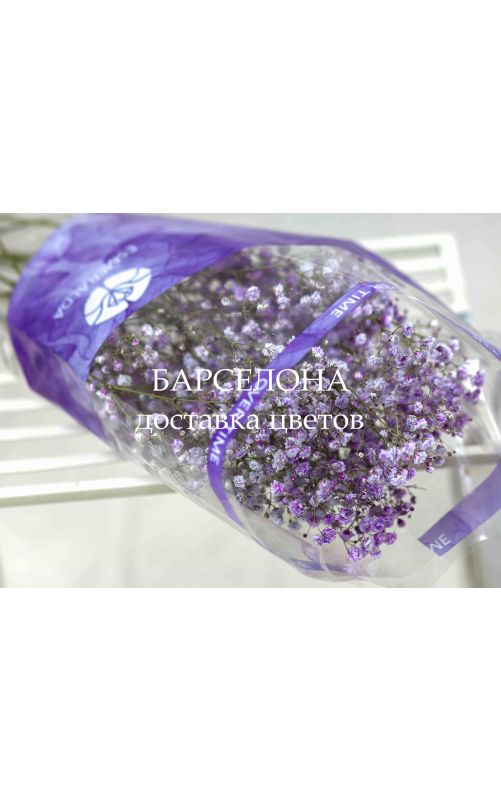 Гипсофила фиолетовая сухоцветы