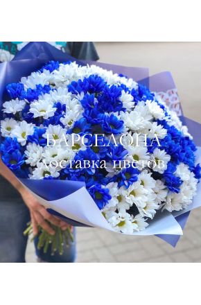 Букет из 25 синих и белых хризантемы