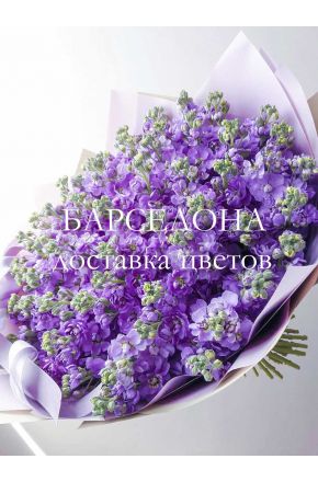 Букет из 49 фиолетовых маттиол