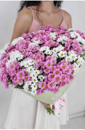 49 белых и розовых хризантем Сантини