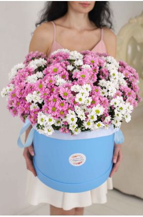 51 белая и розовая хризантема Сантини в голубой коробке