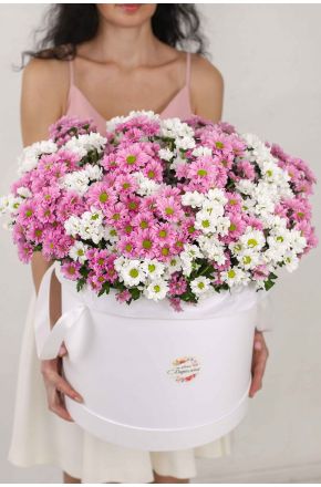 51 белая и розовая хризантема Сантини в белой коробке