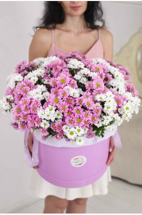 51 белая и розовая хризантема Сантини в фиолетовой коробке