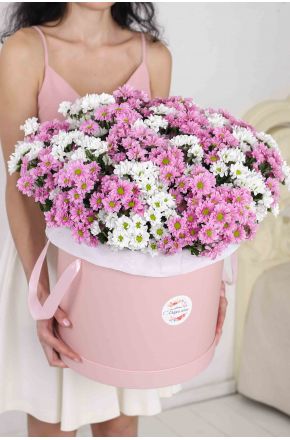 51 белая и розовая хризантема Сантини в розовой коробке