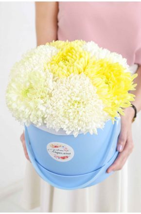 7 белых и желтых одноголовых хризантем Magnum в к голубой коробке