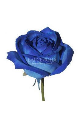Синяя роза оптом