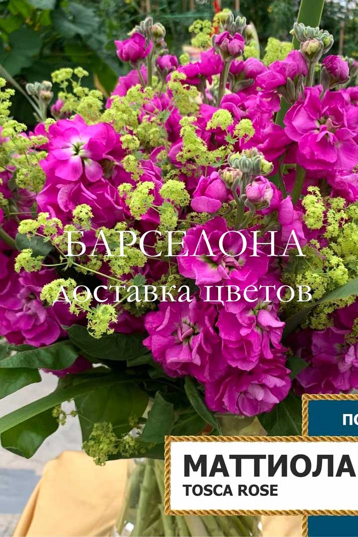 Купить маттиолу в СПб | букеты из маттиол Барселона